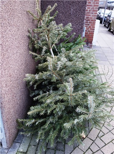 Vom Wohnzimmer an den Straßenrand: Weihnachtsbäume haben nach den Festtagen ausgedient und wollen richtig entsorgt werden. RSAG AöR