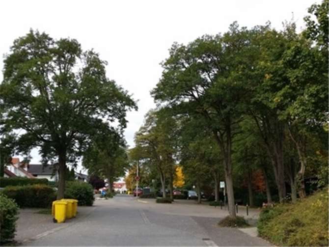 Von 19 Robinien Im Kreuzerfeld müssen zehn entfernt werden.Fotos: privat