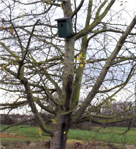 Von Brombeerranken befreiter Apfelbaum mit Nistkasten und Markierungsmarke.