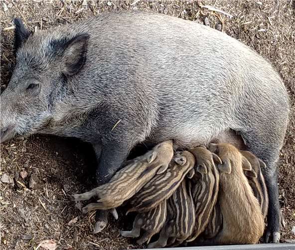 Von den Frischlingen waren alle begeistert.
