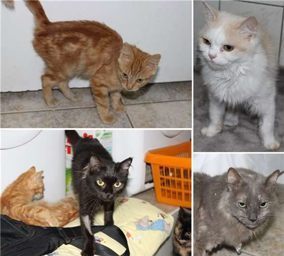 Von den Katzenbabies sind einige unterernährt, sie werden jetzt aufgepäppelt. Repro WM