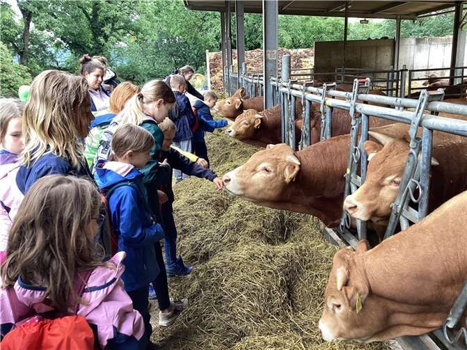 Von den Kühen waren die Kinder sehr fasziniert. Foto: privat