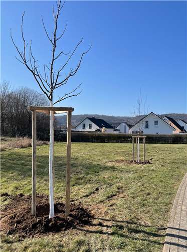 Von den neu gepflanzten Obst- und Nussbäumen können sich die Studierenden künftig bedienen.