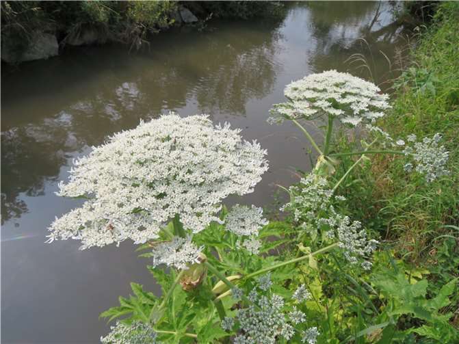 Von der Herkulesstaude geht eine gesundheitliche Gefahr aus. Foto: Kreisverwaltung des Westerwaldkreises