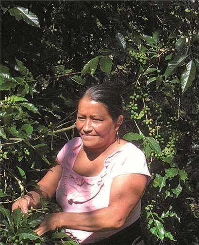 Von der Kaffeepflanze bis zum fertigen Kaffee ist es ein weiter Weg.  GEPA The Fair Trade Company