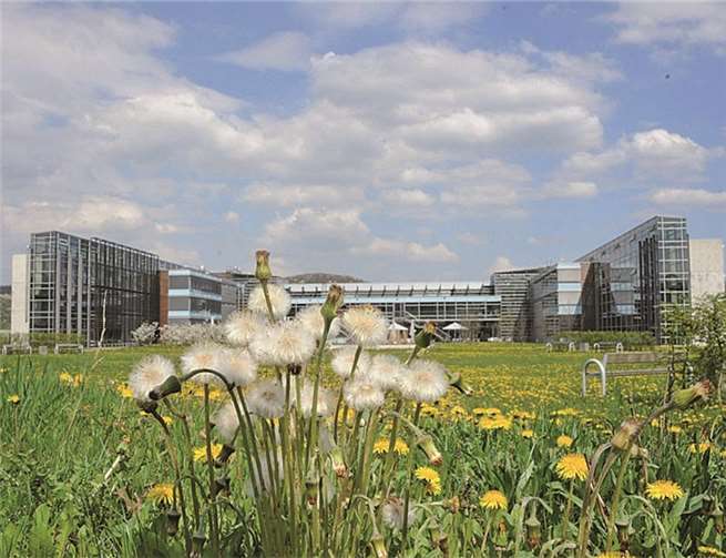 Von goldgrünem Teppich des Löwenzahnes umgeben, erstrahlt der Bau im Licht der Sonne. AB
