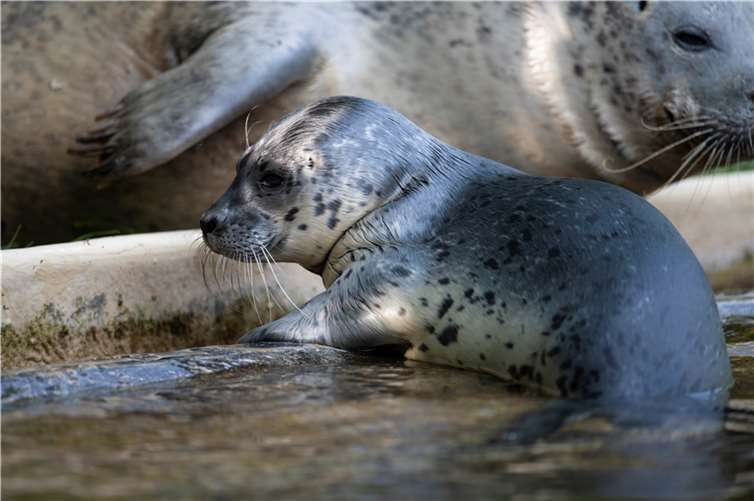Vor Kurzem hieß es im Zoo Neuwied: „Ovi schön, dass du da bist!“.  Fotos: Zoo Neuwied