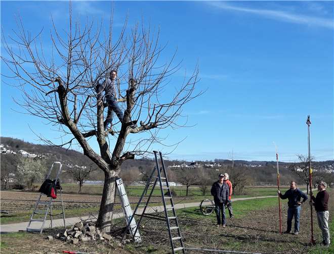 Vor Ostern hat sich in Niederwerth eine Gruppe aus Bürgern zu einer Baumpflegeaktion getroffen. Foto: privat