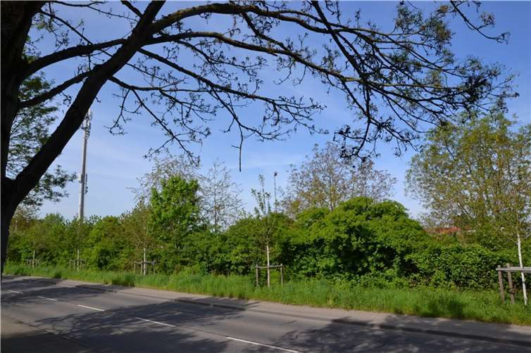 Vor allem die unteren Äste sind kahlgefressen. Die Bäume an der Werner-von-Siemens-Straße werden sich aber durch einen zweiten Laubaustrieb weitestgehend erholen.  Fotos: Stadt Koblenz / Verena Groß