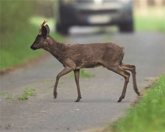 Vor allem in der Dämmerung sind Wildtiere auf Nahrungssuche und überqueren dabei auch Straßen. privat