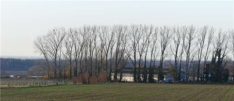 Vor der Abholzung. Fotos: privat