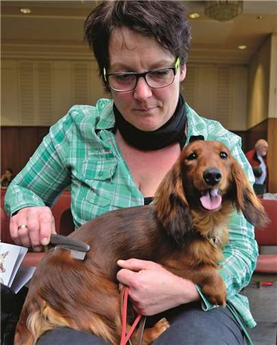 Vor ihrem Auftritt beim Wertungsrichter wurde Dackelhündin Diana gekämmt.