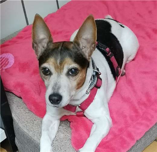 Vor kurzer Zeit kam die süße Susi ins Tierheim.Foto: Tierheim