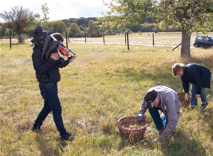 Vor laufender Kamera wurden auf der Streuobstwiese die zuvor heruntergeschüttelten Äpfel eingesammelt.