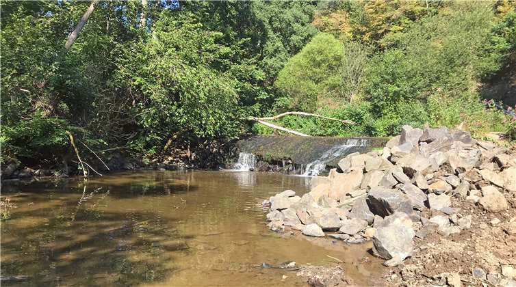 Vorher versperrte ein Wehr den Weg für wandernde Fische.