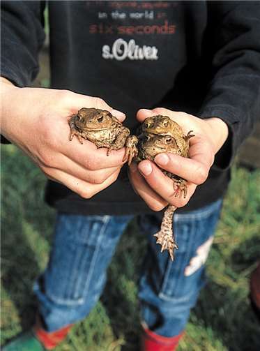 Vorkenntnisse sind für eine Mitarbeit nicht erforderlich. Copyright: NABU/Helge May
