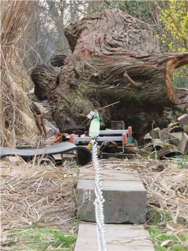 „Vorsicht bei der Einfahrt des Zuges!“ – Einem bulligen ICE gleich, „ruckelt“ der riesige, noch lebende Weidenbaum auf Schienen zu seinem 2. Leben in den „Naturschutzgarten Niederwerth“ ein. Mit dem mobilen Holz-Bohlenunterbau, darauf ein Auszieh-Leitersystem, eine gute Ratsche und mit viel, viel Geduld und noch mehr Zuversicht gelang hier - fitzgeraldogleich - das scheinbar Unmögliche.  Foto: Stefan Krumme