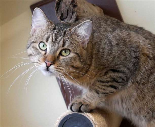 Wachsen Katzen ohne Kontakt zu Menschen auf, weil ihre Mütter ausgesetzt wurden, dauert es oft sehr lange, bis sie Vertrauen zu Zweibeinern fassen und vermittelt werden können.