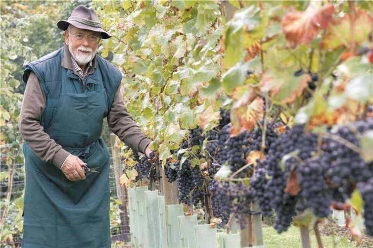 Wachtbergs Altbürgermeister Paul Giersberg hat seinen Spaß: Den Ruhestand nutzt der ehemalige Schreinermeister, um erstmals nach 1215 Jahren wieder Wein im Drachenfelser Ländchen anzubauen. 99 Rebstöcke mit Regent-Trauben hat er im vergangenen Jahr gepflanzt, jetzt erntete er daraus 120 Liter Traubensaft, der zu einem trockenen Rotwein ausgebaut werden soll. Fotos: -VJ-