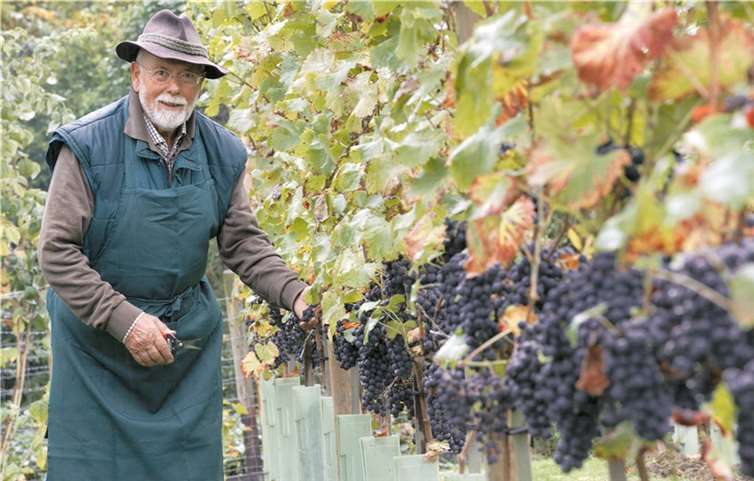 Wachtbergs Altbürgermeister Paul Giersberg hat seinen Spaß: Den Ruhestand nutzt der ehemalige Schreinermeister, um erstmals nach 1215 Jahren wieder Wein im Drachenfelser Ländchen anzubauen. 99 Rebstöcke mit Regent-Trauben hat er im vergangenen Jahr gepflanzt, jetzt erntete er daraus 120 Liter Traubensaft, der zu einem trockenen Rotwein ausgebaut werden soll. VJ