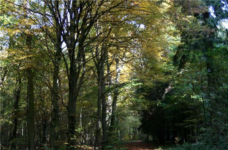 Wachtbergs Wälder sind dank massiver Aufforstungen gut aufgestellt. Foto: Gemeinde Wachtberg/es