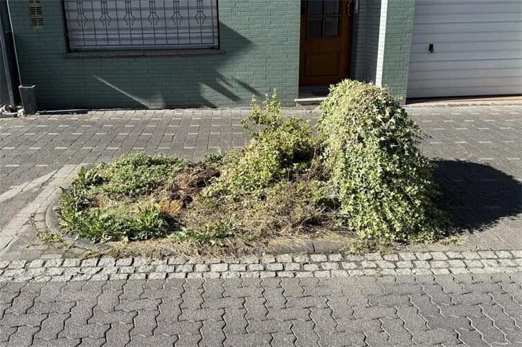Während das neu gestaltete Staudenbeet an der Judengasse positive Resonanz fand, kritisierte der Ortsbeirat den Zustand zahlreicher anderer Pflanzbeete in der Sinziger Kernstadt. Nach Ansicht der Mitglieder beeinträchtigen ungepflegte Grünflächen das Stadtbild und laden teilweise sogar zur illegalen Müllentsorgung ein.