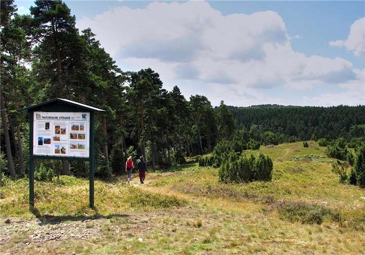 Während der Wanderung erfahren die Teilnehmer viel Wissenswertes über die unter Naturschutz stehende Wacholderheide. Walter Müller