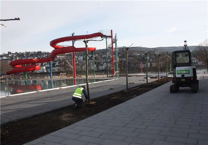 Während des Einpflanzens der neun Bäume.Foto: BUGA-Freunde Koblenz