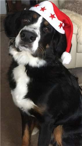 Während des Kurses sollte die Nikolausmütze den Hundehalter schmücken. Foto: privat