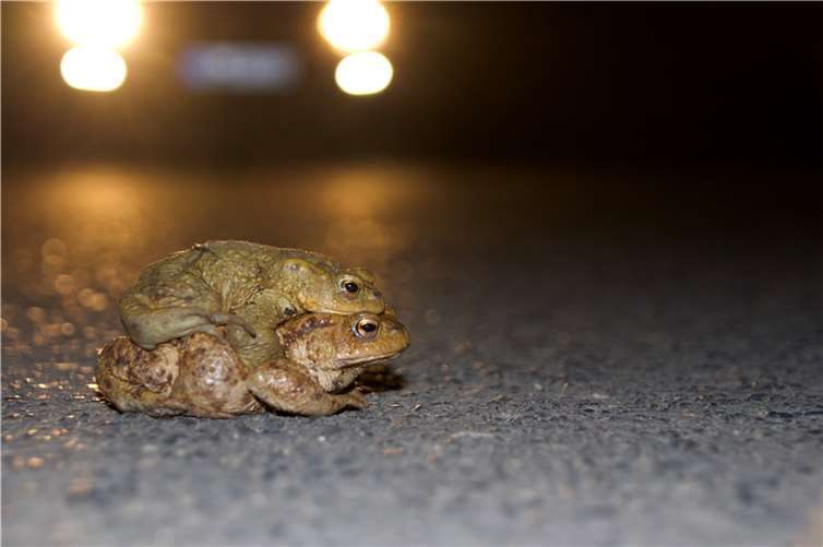 Während die ersten Kraniche schon aus ihren Überwinterungsgebieten zurückkommen, steht die alljährliche Amphibienwanderung kurz vor ihrem Beginn. Foto: Matthias Overmann