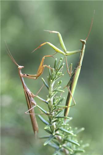 Wärmeliebende Arten wie die Gottesanbeterin sind im Rhein-Sieg-Kreis heimisch geworden. Foto: Matthias Overmann