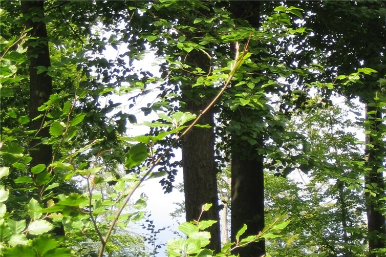 Wald als Erholungsort statt Industriepark
