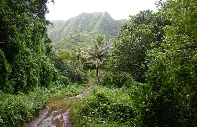 Wald auf Rarotonga, eine der Cook Inseln im zentralen Südpazifik. Foto: Markus Neuhäuser