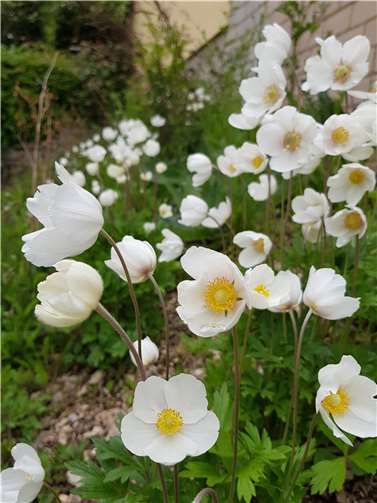 Waldanemone.  Foto: privat