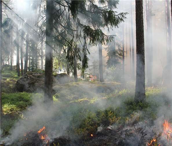 Waldbrände sind zurzeit durch die langanhaltende Trockenheit eine große Gefahr.Foto: pixabay/Ylvers