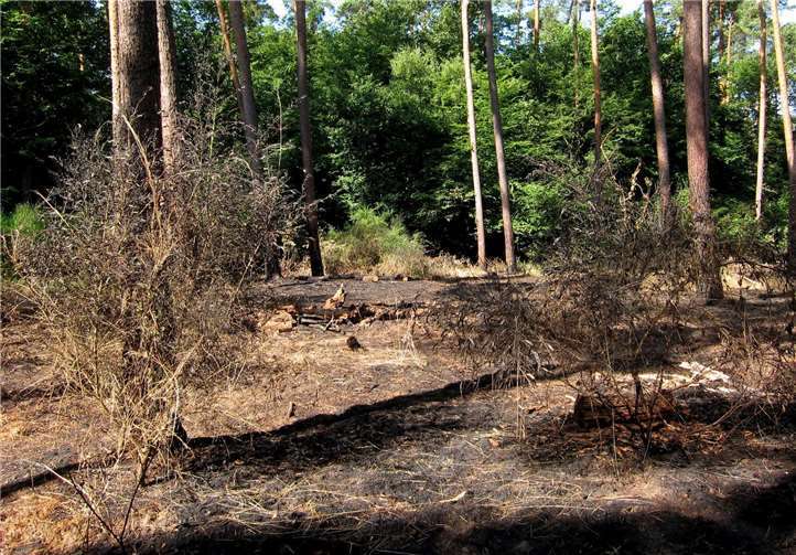 Waldbrandspuren im Sommer.Foto: Landesforsten RLP / Ernst-Christian Driedger