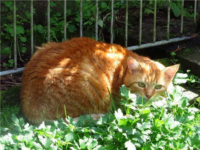 Waldemar. Fotos: privat