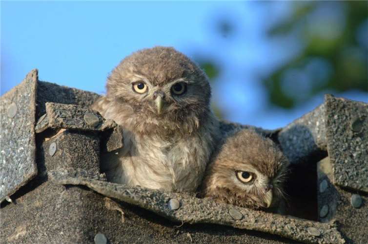 Waldkäuze im Nest.  Fotos: Peter Meyer NABU Bonn 