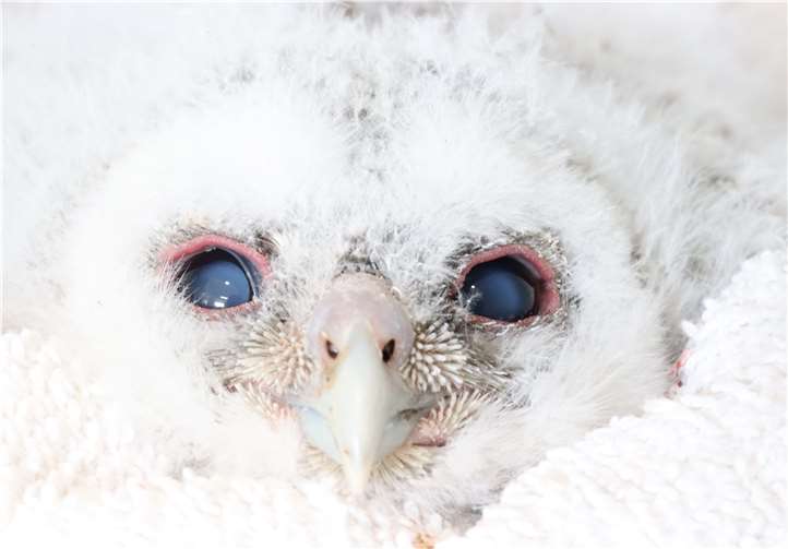 Wildvogel-Pflegestation in Not: Weniger Spenden und steigende Kosten Waldkauzküken, sehr helles Tier, aus dem Horst gefallen.