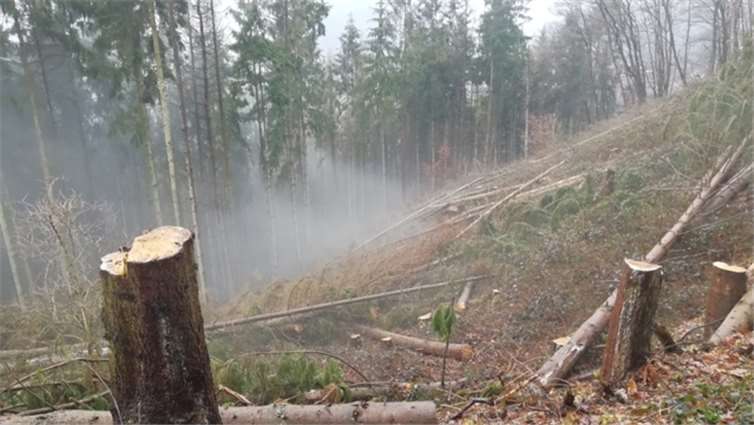 Waldsterben im Lahnsteiner Stadtwald Anfang des Jahres gemacht/Rundweg ums Kurzentrum.Foto: Jutta Niel