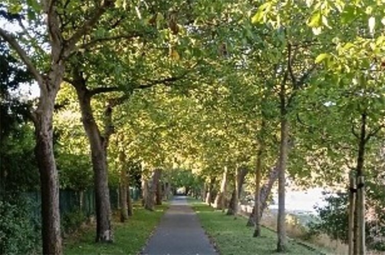Walnussbau-Allee Niederlahnstein