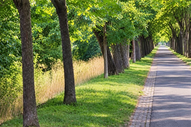 Walnussbaum-Allee