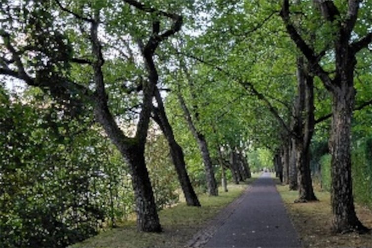 Walnussbaum-Allee Niederlahnstein