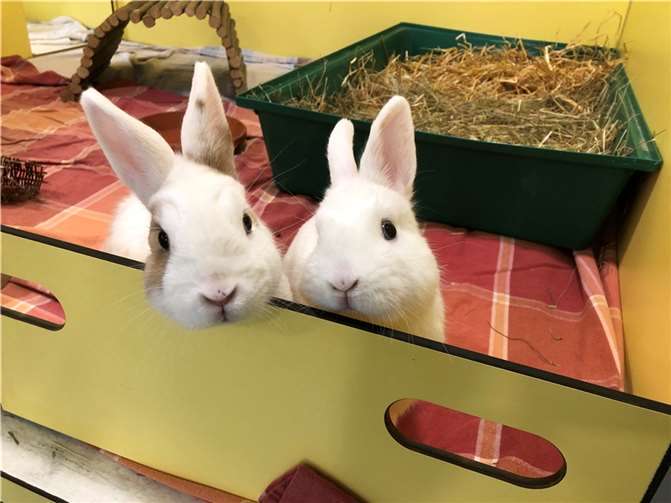 Walter White wurde zusammen mit Saul Goodman in Weißenthurm gefunden. Foto: privat