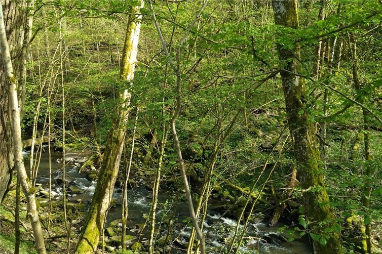 Wandern im Frühlingswald