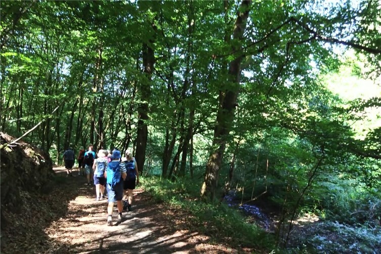 Wandern im schattigen Wald