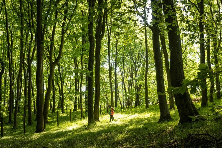 Wandern unterm Blätterdach