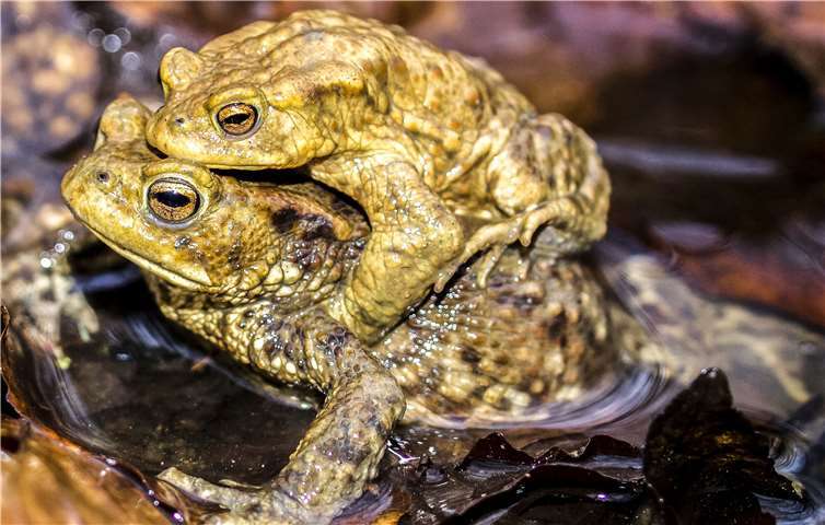 Wandernde Erdkröten waren auch unter den geretteten Amphibien. Foto: Kathy Büscher / NABU Rinteln