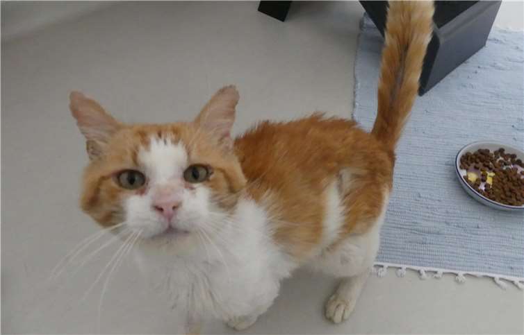 War verwahrlost: Saubert, der Kater. Foto: Tierheim Andernach