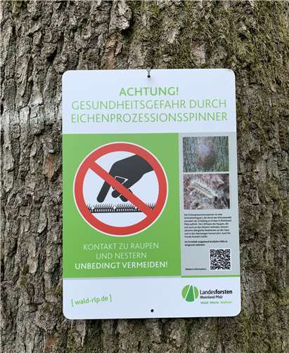 Warnschild „Eichenprozessionsspinner“ von Landesforsten heinland-Pfalz.Foto: Landesforsten.RLP.de / Gerhard Willms